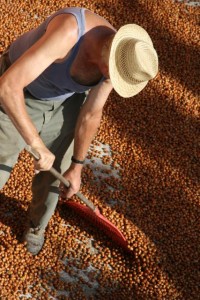 Hazelnut harvest in Sinio