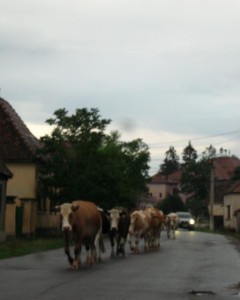 Cows coming home!